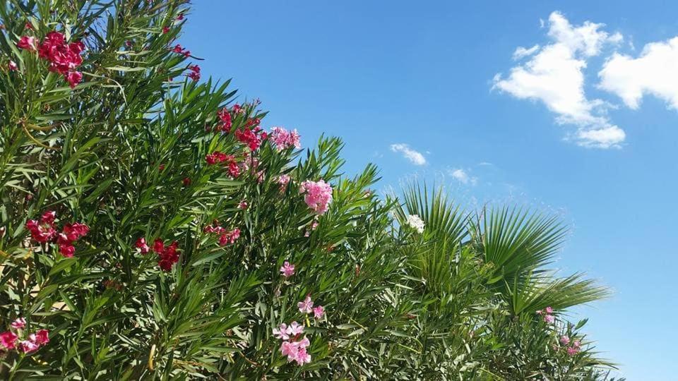 Il Canneto Di Selinunte Marinella di Selinunte Kültér fotó